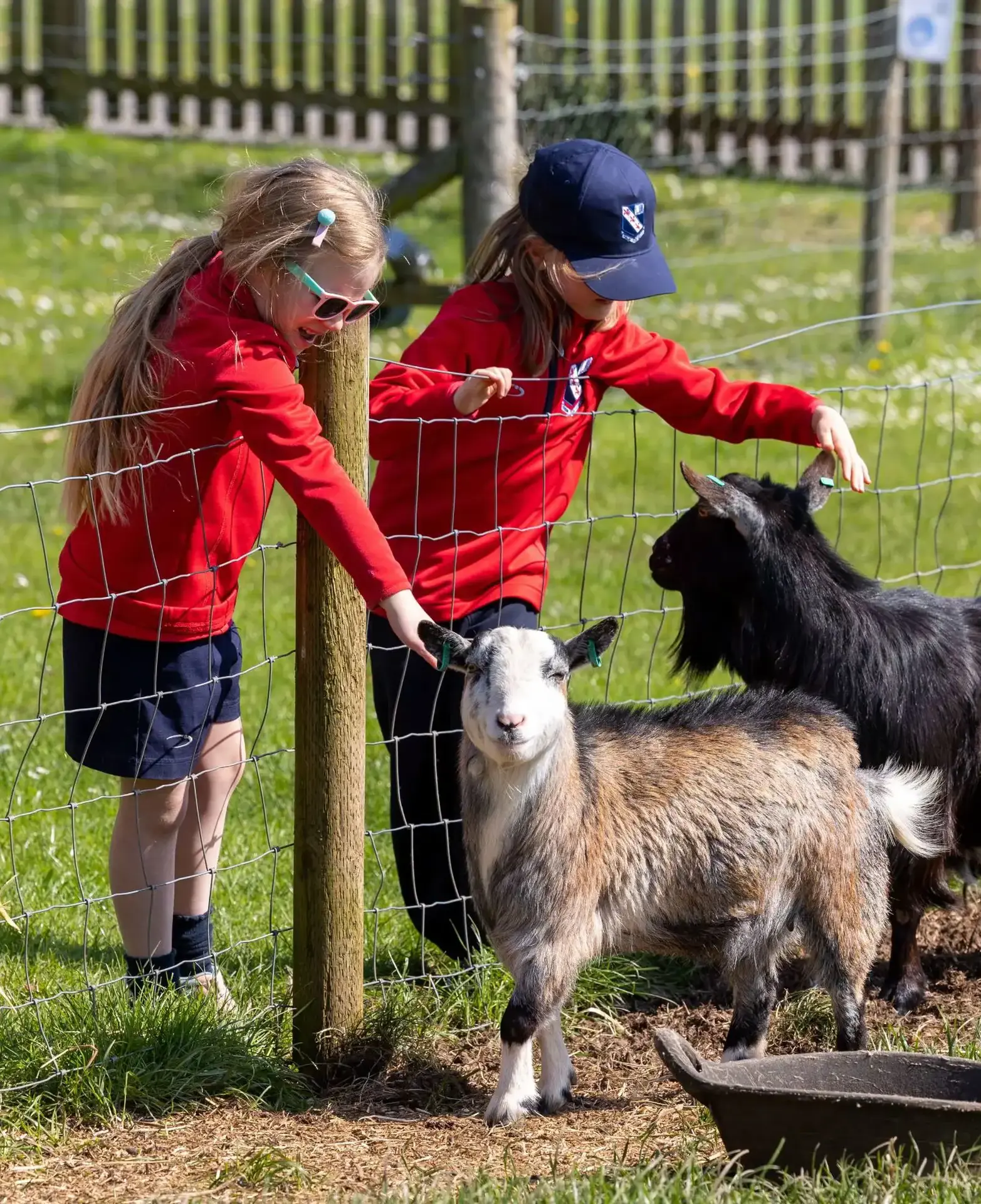 younger children petting goats in Monkton Farm