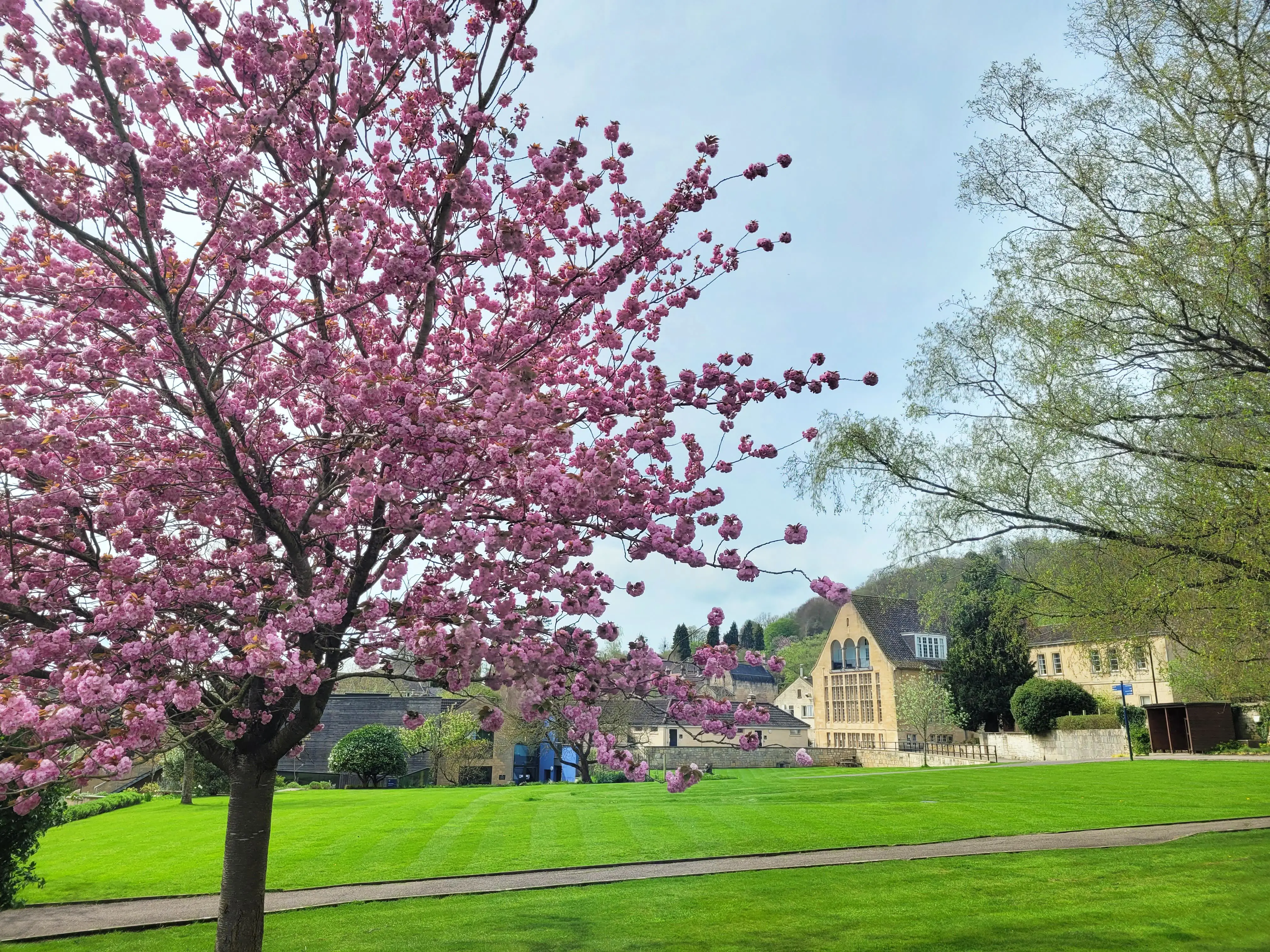 blossom tree and beautiful monkton building